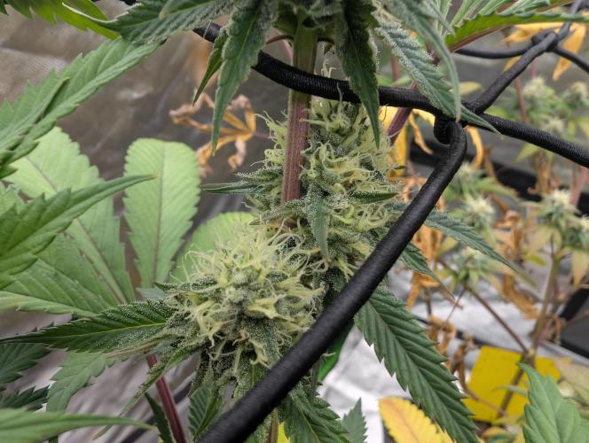 raisin. Week 15