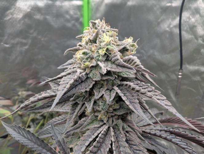 Pink Pie. Week 21