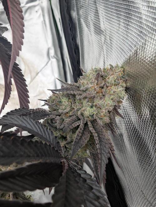 Pink Pie. Week 21