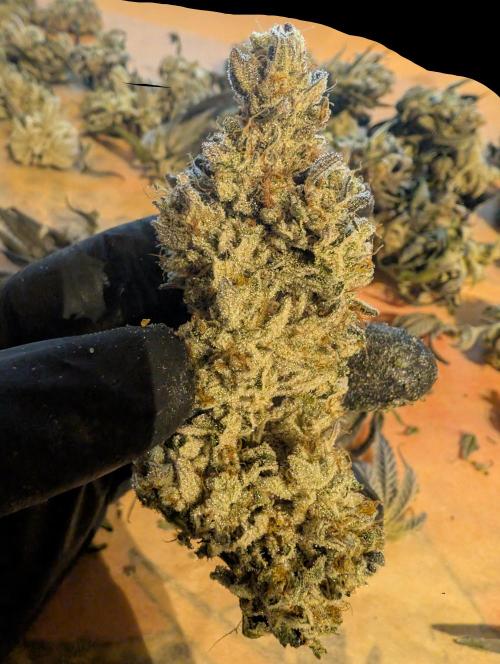 Chase the pie. Week 22 - #3