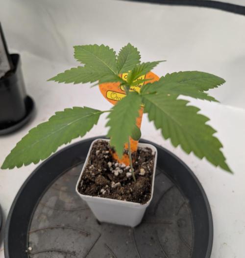 Do Si Tang. Week 1