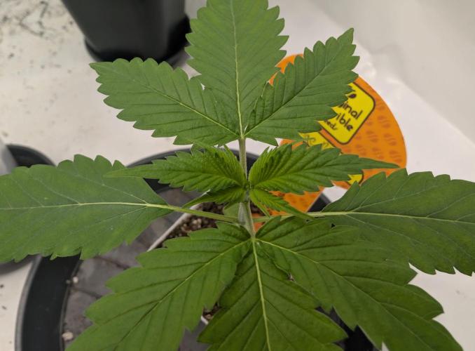 Do Si Tang. Week 1