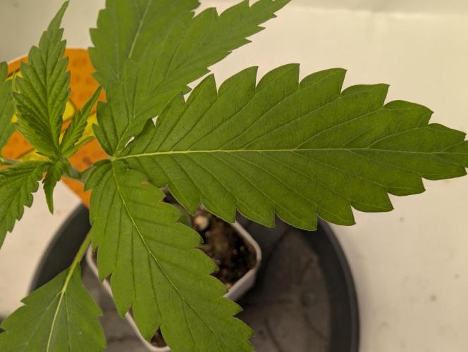 Orange Biscuit. Week 1