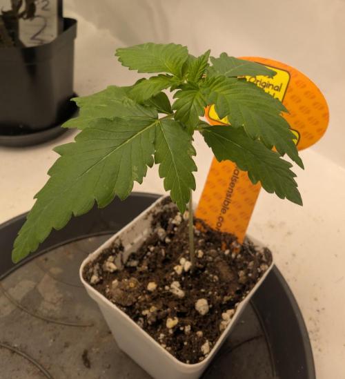 Growing Crack. Week 1