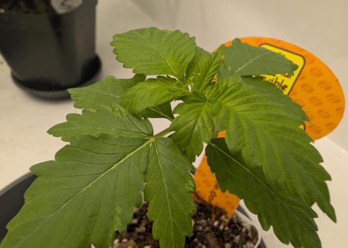 Growing Crack. Week 1