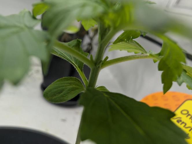 Growing Crack. Week 1