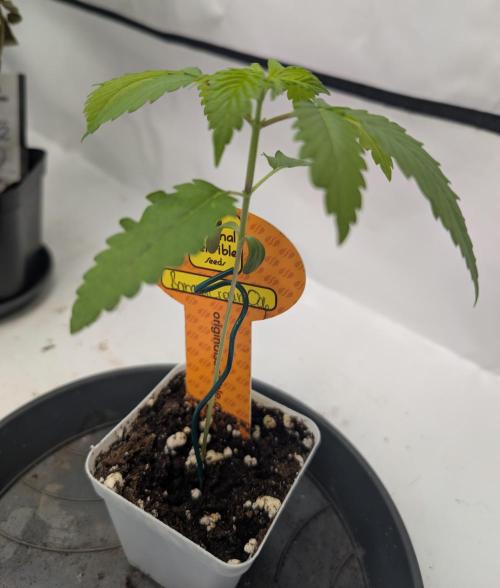 OG Nana. Week 1