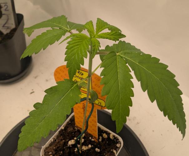 OG Nana. Week 1