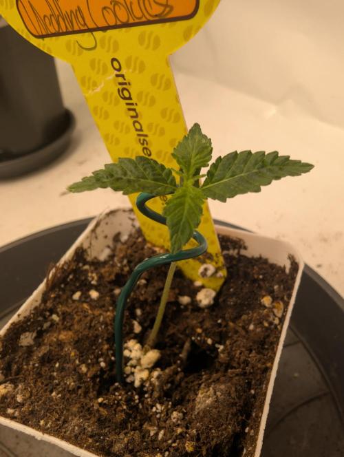 Cant have enough cookies. Week 1