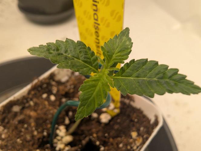 Cant have enough cookies. Week 1