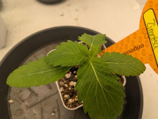 Pure LED Q-V2 320W. Week 1