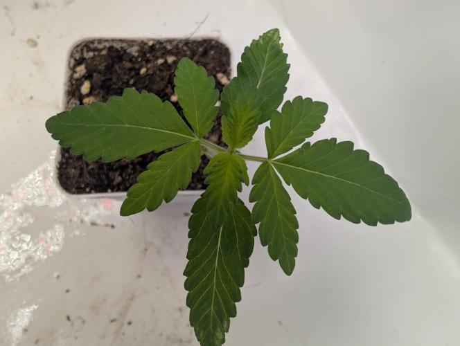 Monkey Venom. Week 1