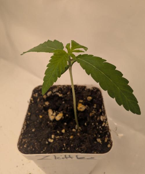 Lovely Z. Week 1