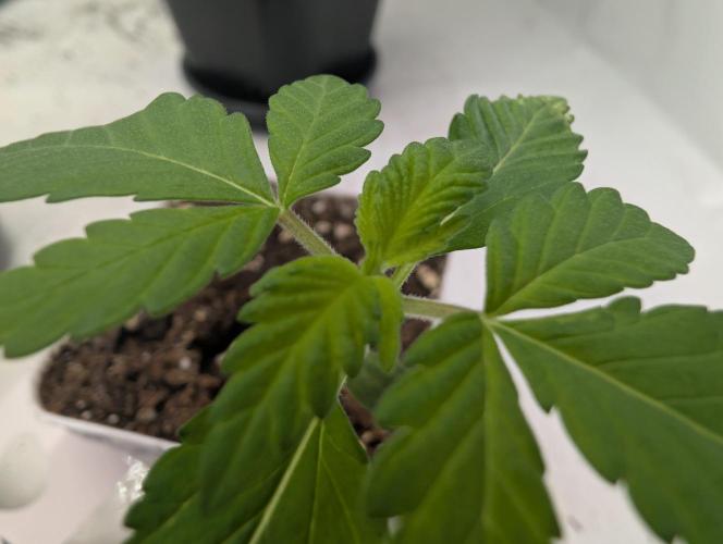 Monkey Grease. Week 1