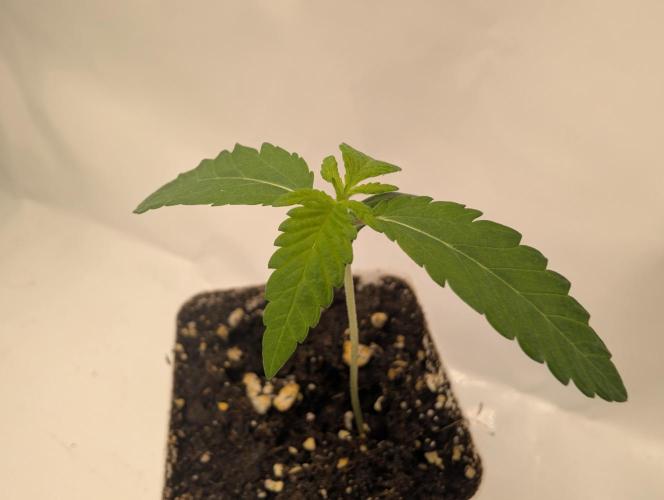 Lovely Z. Week 1