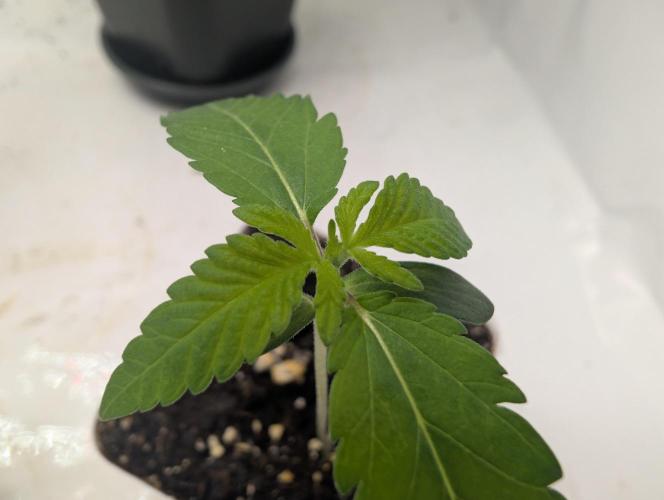 Lovely Z. Week 1