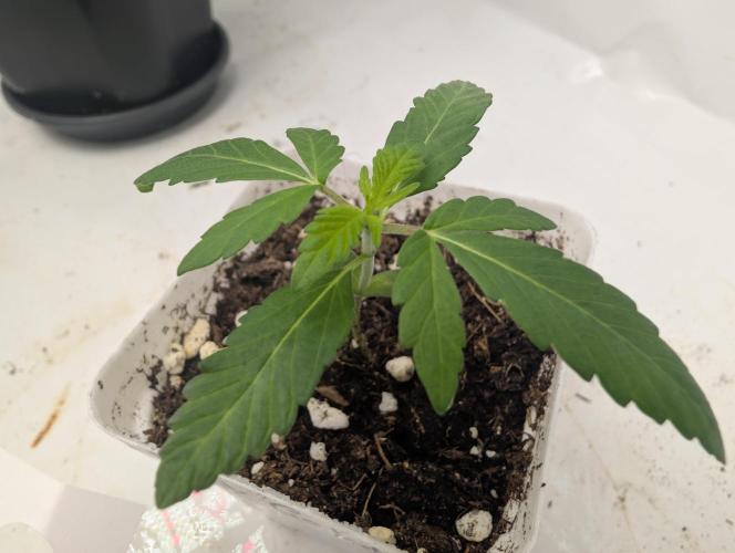 Pink Gelato 🍦😋. Week 1