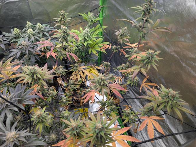 Big Blackberry. Week 16
