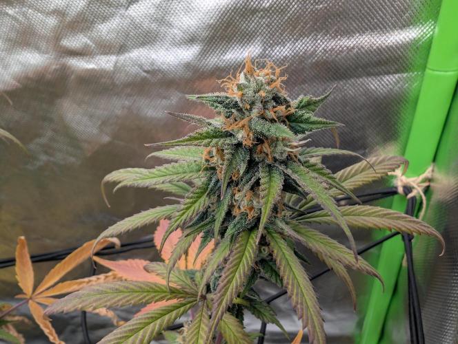 Big Blackberry. Week 16