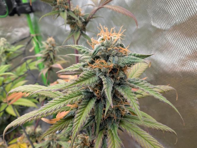 Big Blackberry. Week 16