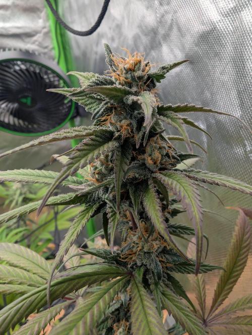 Big Blackberry. Week 16