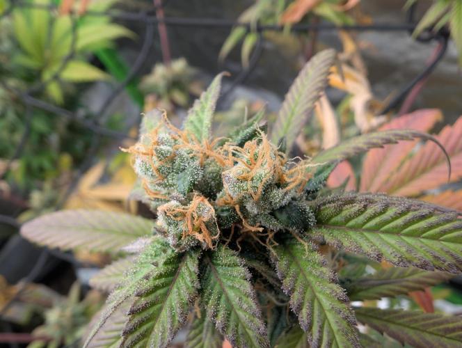 Big Blackberry. Week 16