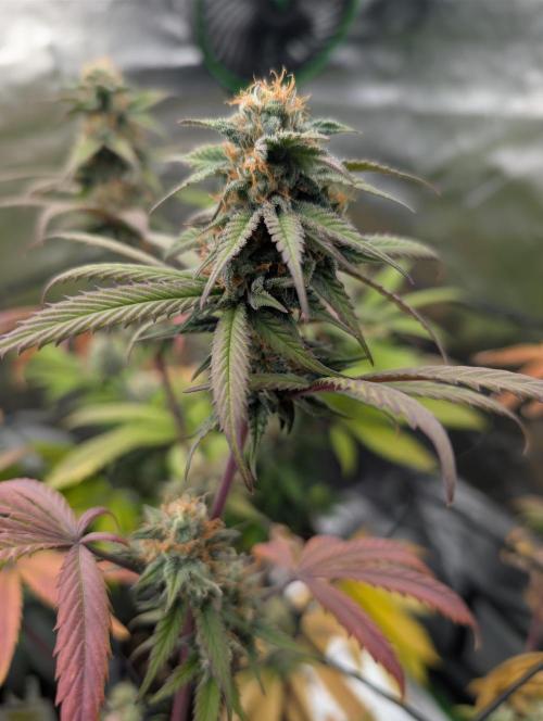 Big Blackberry. Week 16