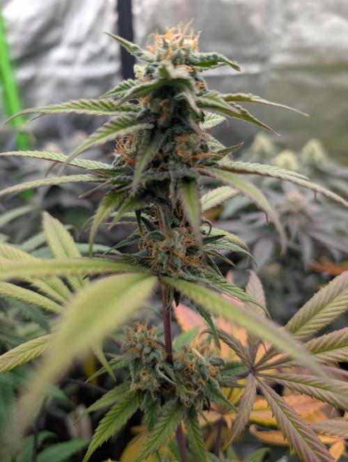 Big Blackberry. Week 16