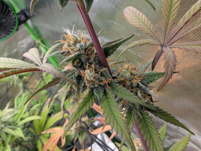 Big Blackberry. Week 16