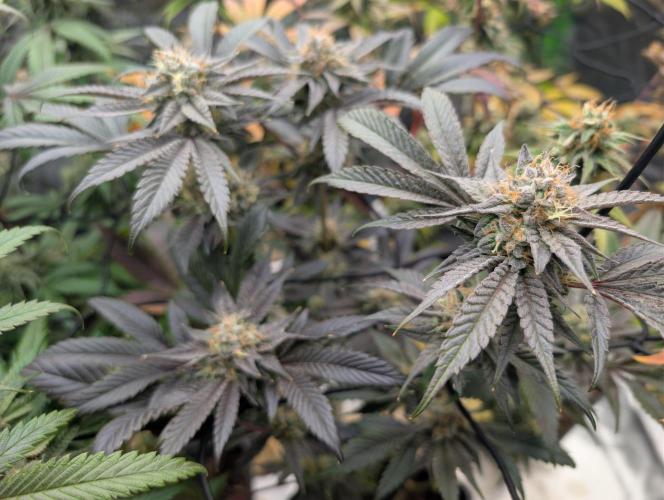 double cherry. Week 16