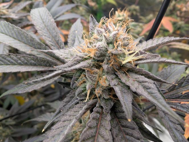 double cherry. Week 16