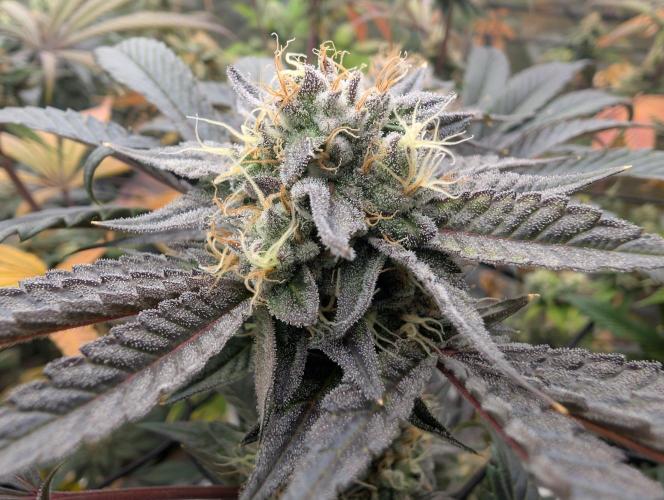 double cherry. Week 16