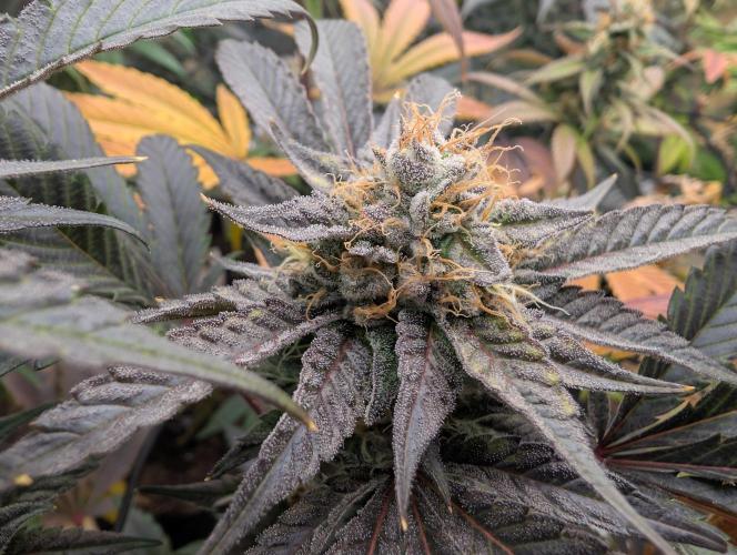 double cherry. Week 16