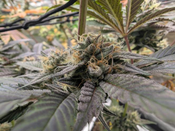 double cherry. Week 16