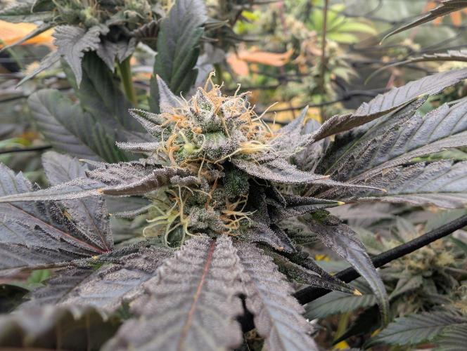 double cherry. Week 16