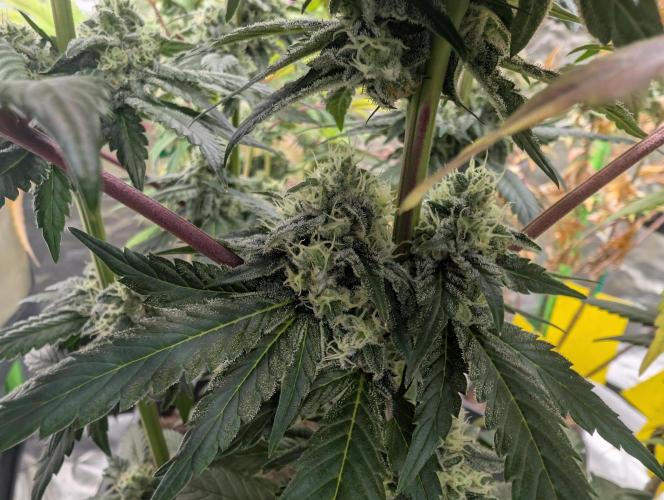 B B B. Week 16