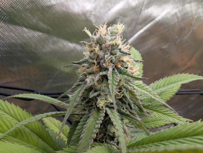 raisin. Week 16
