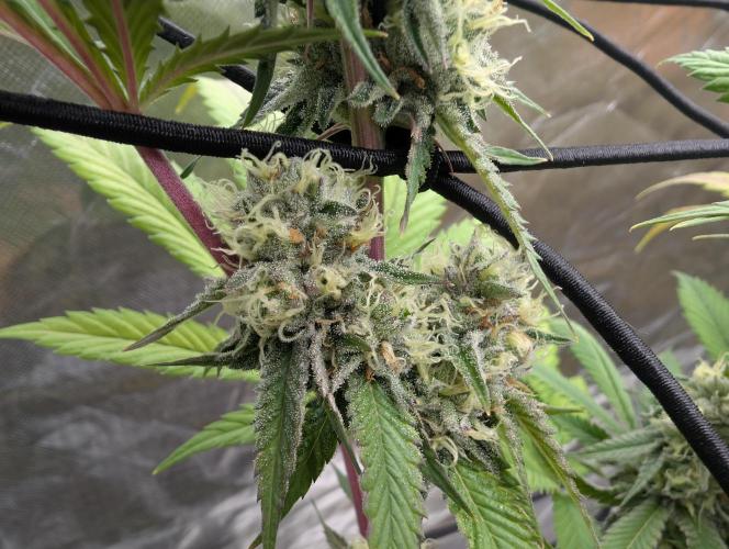 raisin. Week 16