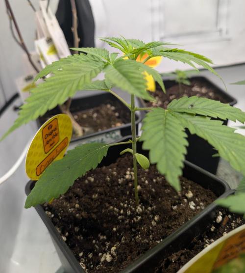 Do Si Tang. Week 2 - D14