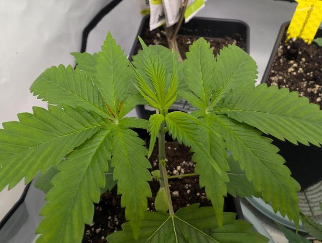 Do Si Tang. Week 2 - D14
