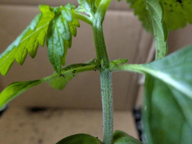 Zazatsu. Week 2 - D11