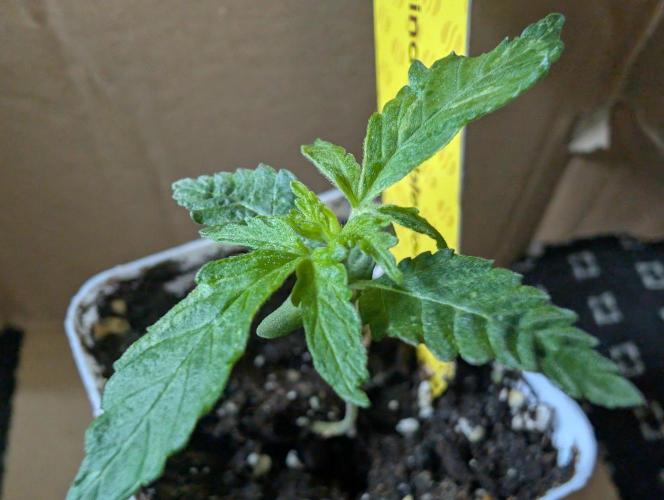 Cant have enough cookies. Week 2 - D11