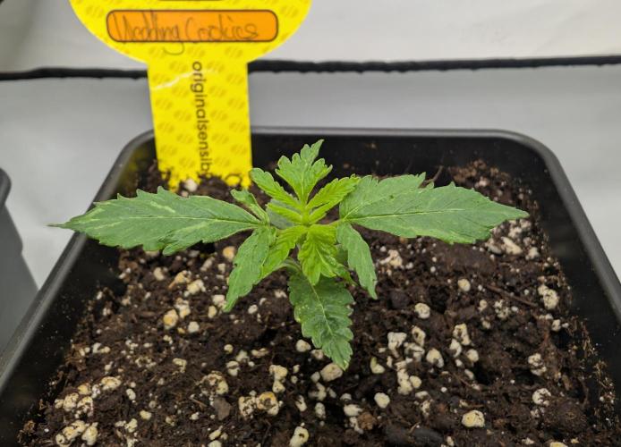 Cant have enough cookies. Week 2 - D14