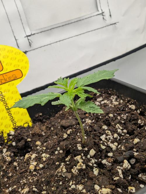 Wedding Cookies. Week 2