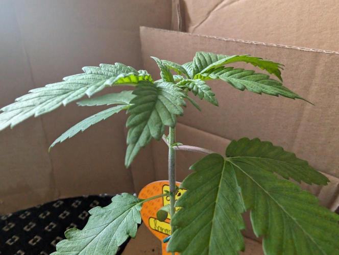 OG Nana. Week 2 - D11