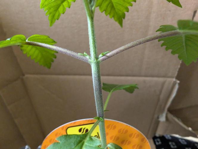 OG Nana. Week 2 - D11