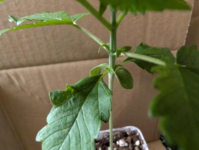 Growing Crack. Week 2 - D11