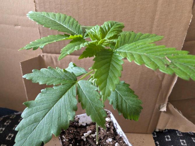 Growing Crack. Week 2 - D11