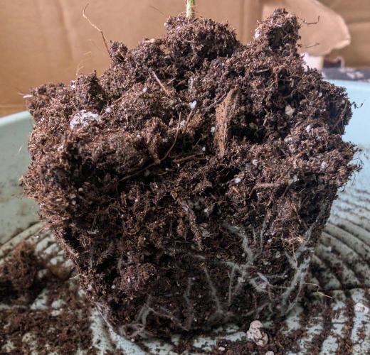 Growing Crack. Week 2 - D11