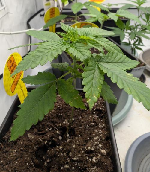 Growing Crack. Week 2 - D14